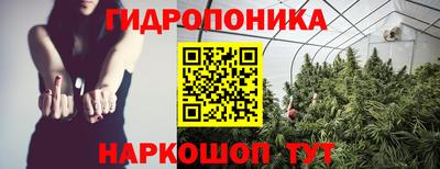 шишки Новодвинск