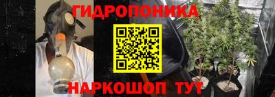 шишки Новодвинск